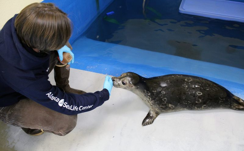 Illustration for article titled Blind Harbor Seal Pup Learning to Adapt